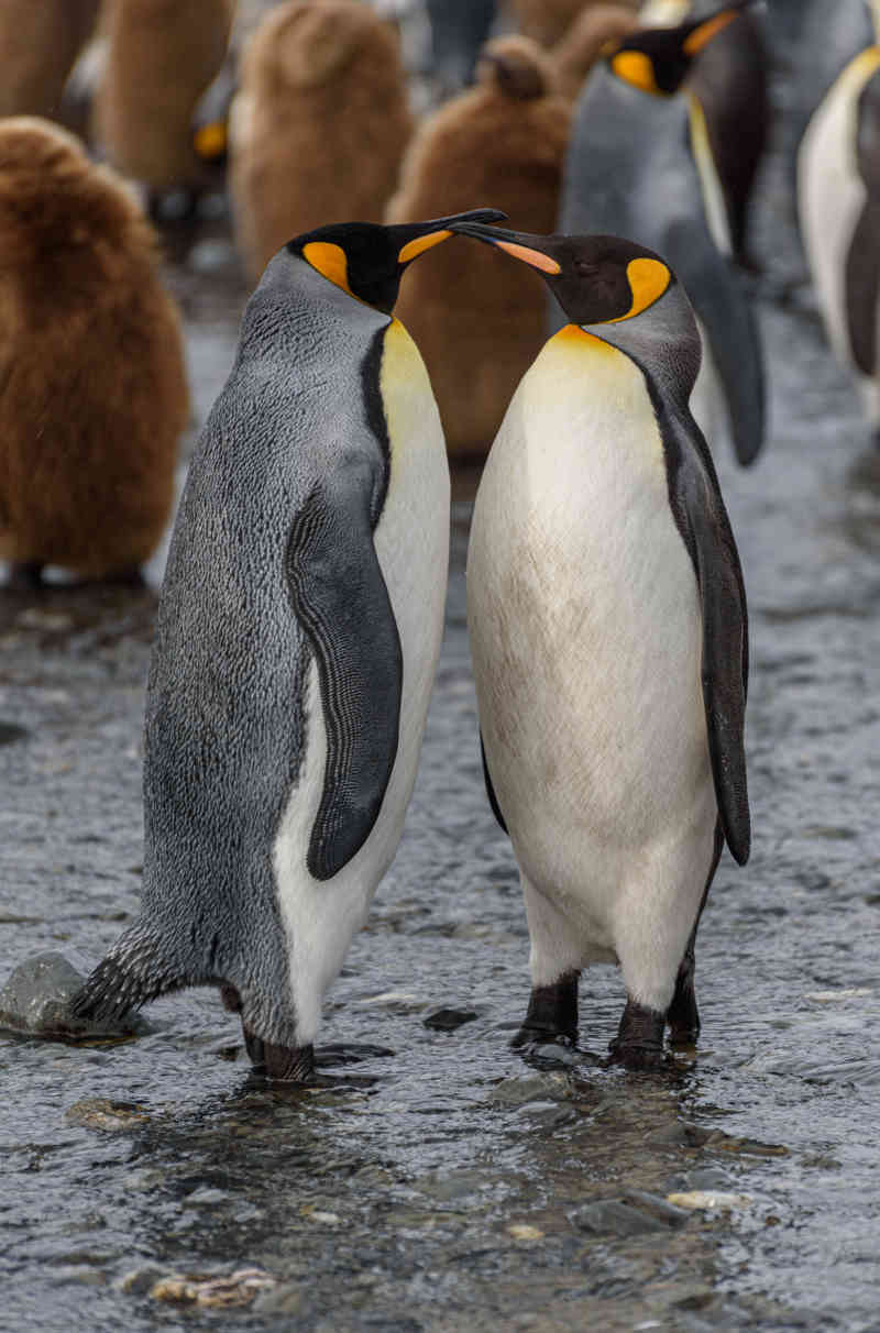 Pingüino Rey - islas Georgias del Sur 073.jpg